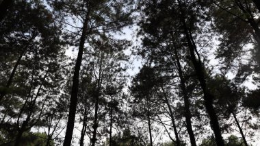 Yoğun bir ormanda gökyüzüne doğru uzanan uzun çam ağaçları, doğayla bir huzur ve bağlantı hissi yaratıyor..