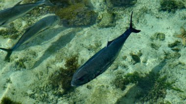 Balıklar temiz turkuaz suda kumlu deniz tabanında zarifçe yüzerler. Yüzeyden süzülen doğal ışıkla sakin bir sualtı sahnesi oluştururlar..