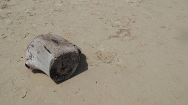 Driftwood, parlak güneş ışığı altında kumlu sahilde oturur. Huzurlu ve huzurlu bir sahil manzarası yaratır. Canlı renkleri ve mükemmel kompozisyonu var..