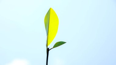 Topraktan gökyüzüne uzanan parlak yeşil filizler baharda yeni başlangıçları ve büyümeyi simgeliyor..