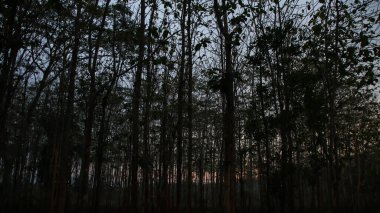 Ağaçlar sık bir ormanda alacakaranlık gökyüzüne karşı dururlar, alacakaranlıkta gizemli ve atmosferik bir manzara yaratırlar..