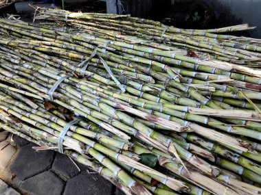 Bir binanın yanındaki kaldırımda toplanmış şeker kamışı yığınları, işlenmeden önce parlak güneş ışığı altında ham maddeyi sergiliyorlar..