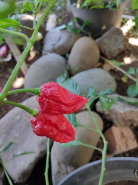 Bahçedeki bir bitkide yetişen iki olgun kırmızı hayalet biber. Canlı renkler ve potansiyel sıcaklıklar sergiliyorlar. Doğal ışıkta yakalanmışlar..