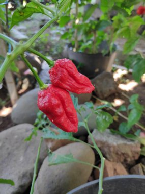 Bahçedeki bir bitkide yetişen iki olgun kırmızı hayalet biber. Canlı renkler ve potansiyel sıcaklıklar sergiliyorlar. Doğal ışıkta yakalanmışlar..