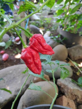 Bahçedeki bir bitkide yetişen iki olgun kırmızı hayalet biber. Canlı renkler ve potansiyel sıcaklıklar sergiliyorlar. Doğal ışıkta yakalanmışlar..