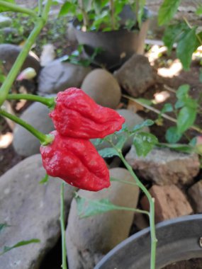 Bahçedeki bir bitkide yetişen iki olgun kırmızı hayalet biber. Canlı renkler ve potansiyel sıcaklıklar sergiliyorlar. Doğal ışıkta yakalanmışlar..
