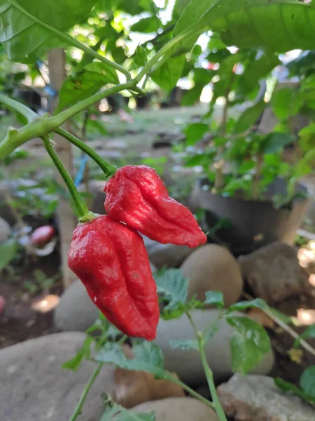 Bahçedeki bir bitkide yetişen iki olgun kırmızı hayalet biber. Canlı renkler ve potansiyel sıcaklıklar sergiliyorlar. Doğal ışıkta yakalanmışlar..