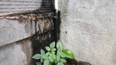 Kentsel bir köşede beton bloklar arasında inatla büyüyen küçük yeşil bitki, dayanıklılığı ve doğanın beklenmedik yerlerde sürekliliğini simgeliyor..
