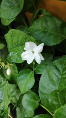 Kokulu yasemin çiçekleri bahçedeki yemyeşil yaprakların arasında çiçek açar. Doğanın narin güzelliğini ve taze çiçek aromasını sergiler..
