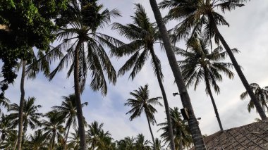 Palmiye ağaçları, alacakaranlıkta tropikal bir tatil köyü boyunca uzanan, sıcak fener ışığıyla sakin ve davetkar bir atmosfer oluşturan taş bir patikadır..