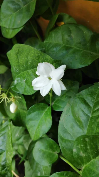 Kokulu yasemin çiçekleri bahçedeki yemyeşil yaprakların arasında çiçek açar. Doğanın narin güzelliğini ve taze çiçek aromasını sergiler..
