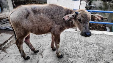 Genç su bufaloları kırsal bir köyde beton bir yol boyunca yürürler, dayanıklılığını ve zorlu bir çevrede uyum sağlama kabiliyetini sergilerler..