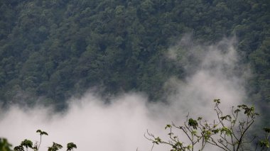 Bereketli yeşil orman, bulutlu bir gökyüzünün altında yuvarlanan tepeleri kaplıyor. Dağlarda huzurlu ve huzurlu bir manzara yaratıyor.
