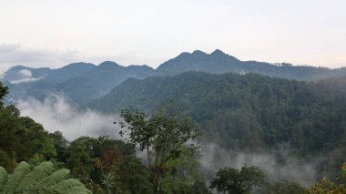 Bereketli yeşil orman, bulutlu bir gökyüzünün altında yuvarlanan tepeleri kaplıyor. Dağlarda huzurlu ve huzurlu bir manzara yaratıyor.