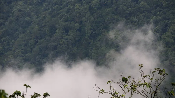 Bereketli yeşil orman, bulutlu bir gökyüzünün altında yuvarlanan tepeleri kaplıyor. Dağlarda huzurlu ve huzurlu bir manzara yaratıyor.