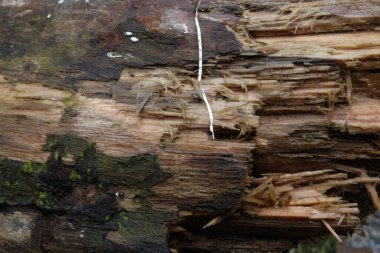 Çürüyen günlük nemli bir orman ortamında bozulma belirtileri gösteriyor. Bu da doğadaki yaşam ve ölümün doğal döngüsünü ortaya çıkarıyor..