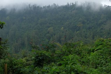 Bereketli yeşil dağ sıraları yoğun ormanın üzerinde görkemli bir şekilde yükselir, bulutlu bir günde dingin ve ruhani bir manzara yaratır..