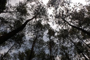 Uzun çam ağaçları sık bir ormanda bulutlu gökyüzüne doğru uzanır. Huzurlu bir öğleden sonra korku ve sükunet hissi yaratır..