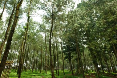 Uzun çam ağaçları yemyeşil ormanda gökyüzüne doğru uzanıyor güneşli bir günde huzurlu bir atmosfer yaratarak doğanın güzelliğini ve sükunetini gösteriyor..