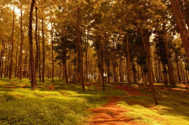 Uzun ağaçlar ve canlı yeşil otlarla dolu sık ormanların arasından esen yol ormanda sakin ve huzurlu bir atmosfer yaratıyor..