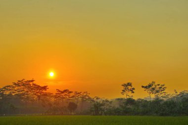 Tek bir figür gün batımında yemyeşil çeltik tarlalarında yürüyor, kırsal alanda huzurlu ve huzurlu bir atmosfer yaratıyor..