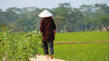 Güneydoğu Asya kırsalındaki yemyeşil çeltik tarlalarında yürüyen çiftçi, güneşli bir günde geleneksel tarım ve sakin manzaralar sergiliyor..
