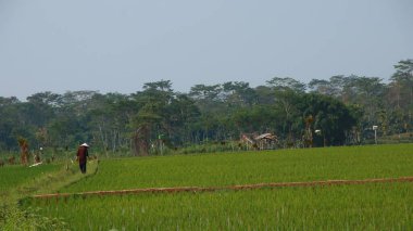 Güneydoğu Asya kırsalındaki yemyeşil çeltik tarlalarında yürüyen çiftçi, güneşli bir günde geleneksel tarım ve sakin manzaralar sergiliyor..