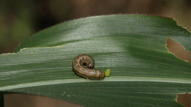 Tırtıl yeşil mısır yaprağında sürünür, tarlada küçük delikler bırakır, doğanın yaşam döngüsünü gösterir ve kırsal alanda çürür..