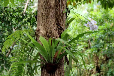 Tomurcuklanmış tropikal ormanlardaki ağaç gövdesinde zarif bir şekilde açan orkide, sakin bir ortamda doğanın güzelliğini ve simbiyotik ilişkisini gözler önüne seriyor..