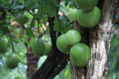 Mojo ya da Calabash ağacı tropikal bahçede meyve verir, doğanın bereketini ve dingin ve huzurlu bir ortamda canlı yeşil renkleri gösterir..
