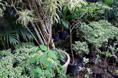 Bereketli yeşil bitkiler, tropikal bir bahçede dolambaçlı bir yolda gelişerek huzurlu ve huzurlu bir atmosfer yaratırlar..