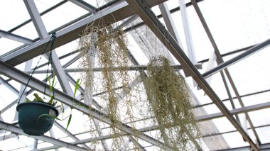 İspanyol yosunları bir seranın tavanında asılı, narin iplikleri ve yumuşak ışıklarıyla doğal ve sakin bir atmosfer yaratıyor..