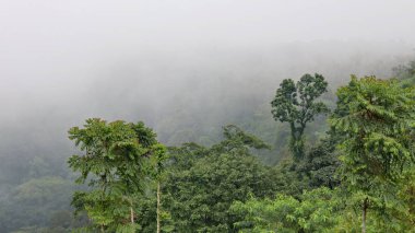 Dağlarda sisli bir sabah, ormandaki yoğun sisi gözler önüne seriyor. Yeşil ağaçlar ve bereketli arazi, bu sakin doğa manzarasının çimenli tepelerinde bulutlu bir mavi gökyüzü ile buluşuyor.