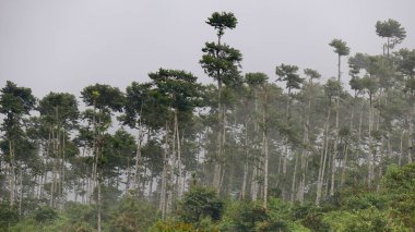 Vahşi ağaç ve yeşil çimenler rüzgarda sallanıyor mavi bir yaz gökyüzünün altında güzel bir doğa manzarasında beyaz bulutlar, yemyeşil ağaçlar ve bir çam ormanı ortamı.