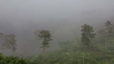 Bulutlar yeşil ormanın üzerinde sürüklenirken ve dağların zirveleri yumuşak bir yaz gökyüzü altındayken, puslu sabah sisi sakin bir nehir manzarasının üzerinde yuvarlanıyor.