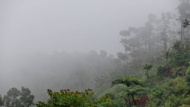 Sisli sabah sisi, bereketli bir yeşil orman manzarasını sarar. Yumuşak bir gökyüzünün altında, dağların tepelerinde ve ağaçların üzerinde bulutlarla.