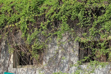 Bereketli yeşil sarmaşık ve doğal yosun, taş duvar dokusunun üzerinde büyür, canlı bir bahar yeşilliği ve organik bitki örtüsü deseni oluşturur.