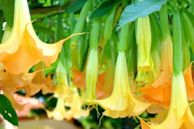 Brugmansia suaveolens, Angels Trompet. Taze sarı çiçekler ve yeşil soğanlar güneşli bir bahar bahçesinde yemyeşil yaprakların arasında yetişir, sağlıklı bir makro büyüme ve doğal güzellik sergilerler.