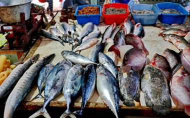 Lezzetli çiğ deniz ürünleri sağlıklı gurme yemekleri ve akşam yemeği hazırlamak için taze balık pazarında sergileniyor.