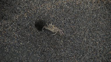 Kahverengi bir taş yüzeydeki küçük bir yengecin soyut makro görüntüsü kumlu bir asfalt dokusunu andıran doğal bir şablon yaratır.