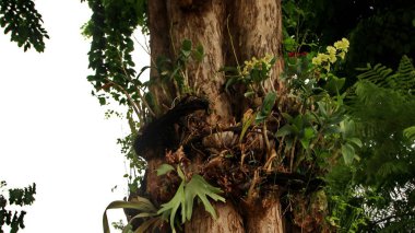 Ağaç gövdesinde doğal olarak yetişen epifiz orkideleri, yeşil yaprakları, soluk sarı çiçekleri ve birbirine dolanmış kökleri gösteriyor, doğal ışık altında yemyeşil bir tropikal manzara yaratıyor..