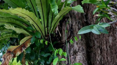 Ağaç gövdesinde yoğun bir şekilde yetişen epifiz orkidesi bitkileri, parlak yeşil yapraklar, narin sarı çiçekler ve canlı tropikal bir manzarada ortaya çıkan kökler..