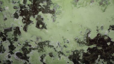 Sıkıntılı, açık yeşil bir duvara yakın, ağır, soyulmuş boyalar ve koyu organik lekeler içeren, grunge, yıpranmış ve soyut desenli bir arka plan oluşturan.