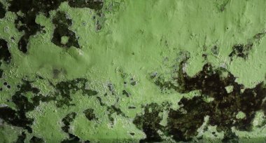 Koyu, nemli ve küflü lekeleri ortaya çıkarmak için soyulan yeşil kireç boyalı yıpranmış bir duvara yakın durun. Arkaplan için bir grunge ve çürüyen doku ideali.