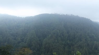 Çerçeveye yayılan sisli yeşil bir dağ ormanı, ağaçların tepelerini hafifçe bulanıklaştırarak yoğun tropikal bitki örtüsünün üzerinde sakin ve karamsar bir atmosfer yaratır..