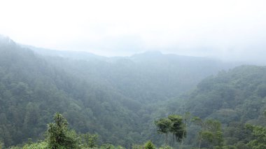 Sisli bir dağ ormanı, yoğun yeşil ağaçların sise dönüşerek, barışçıl ve atmosferik tropik bir manzara oluşturduğu mesafeye kadar uzanıyor..