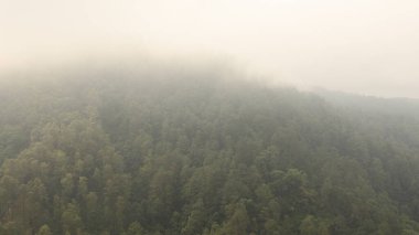 Dağlık bir orman, sürüklenen sislerin altında ortaya çıkar. Manzaralı ve biraz da gizemli bir doğal manzara sunar..