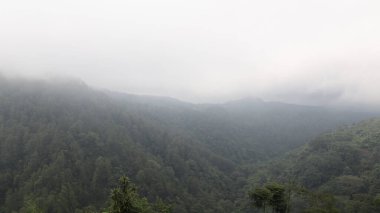 Sis kaplı dağ ormanı ufuk boyunca uzanır. Yoğun yeşil ağaçların durgun bir gökyüzü altında yumuşak beyaz sise büründüğü yerde..