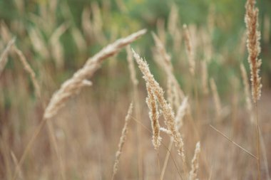 Sonbahar yağmurun arifesinde kozalaklı ormanda resim yapar.