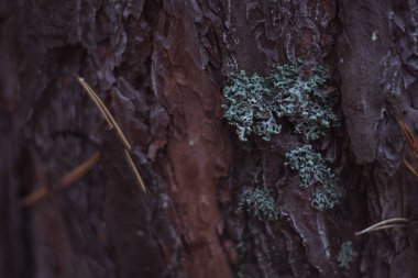 Sonbahar yağmurun arifesinde kozalaklı ormanda resim yapar.